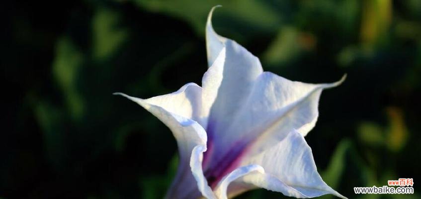 探索紫色曼陀罗花的神秘意义与象征 神秘的紫色曼陀罗花的花语