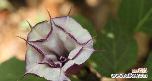 探索紫色曼陀罗花的神秘意义与象征 神秘的紫色曼陀罗花的花语