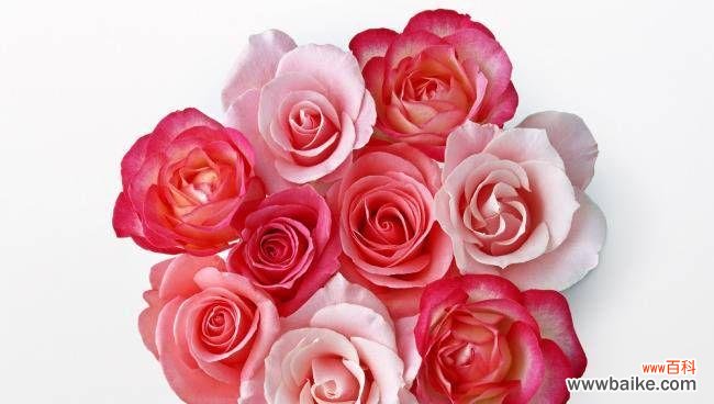 深情款款、芬芳馥郁 金香玉玫瑰花语