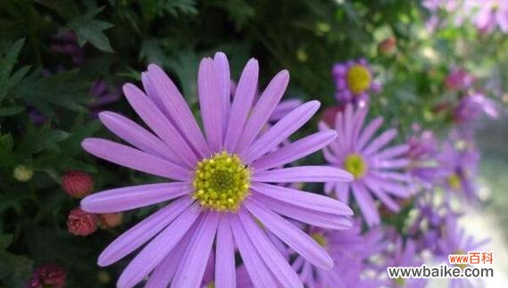 探索紫色矢车菊的神秘意义 紫色矢车菊的花语及其象征意义