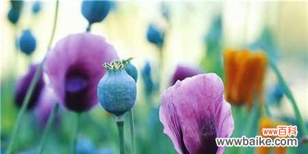 探索紫色矢车菊的神秘意义 紫色矢车菊的花语及其象征意义