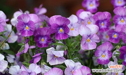 探寻紫色紫罗兰的意义及其对我们内心世界的影响 紫罗兰花语与心灵的守护