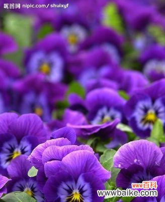 探寻紫色紫罗兰的意义及其对我们内心世界的影响 紫罗兰花语与心灵的守护