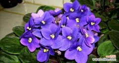 探寻紫色紫罗兰的意义及其对我们内心世界的影响 紫罗兰花语与心灵的守护