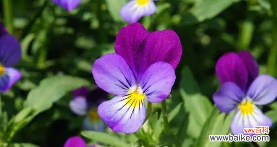 深入解读紫罗兰花语 紫罗兰花语的含义及象征意义