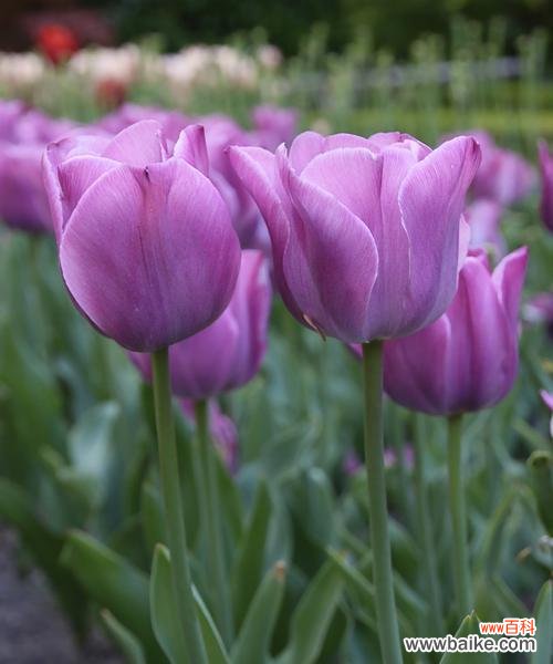 探究紫色郁金香的寓意和象征意义 紫色郁金香的花语与象征