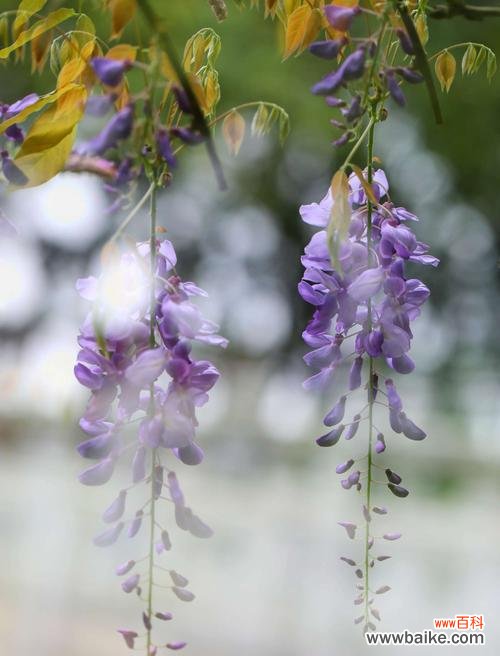 凝练自然之美 紫藤花的寓意与象征意义
