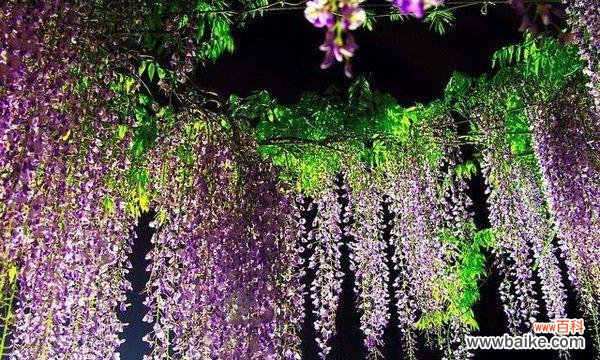 凝练自然之美 紫藤花的寓意与象征意义