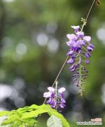 传承千年的神秘与美丽 紫藤花的花语和传说