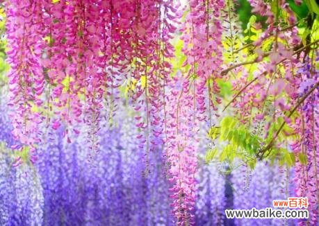 探寻紫藤花的浪漫与神秘 紫藤花的花语与意义