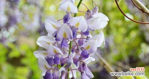 揭秘紫藤花的隐含含义 紫藤花语象征与寓意的探析