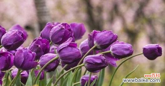 探索郁金香花语的起源 郁金香的花语及其象征意义