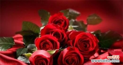 以寓意爱情长久的花为主题的文章 爱情长久如花，灿烂不凋