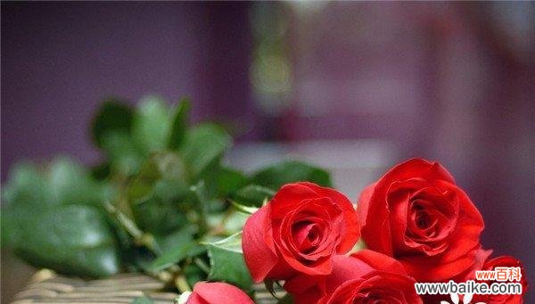 以寓意爱情长久的花为主题的文章 爱情长久如花，灿烂不凋