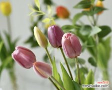 探寻郁金香的历史 郁金香