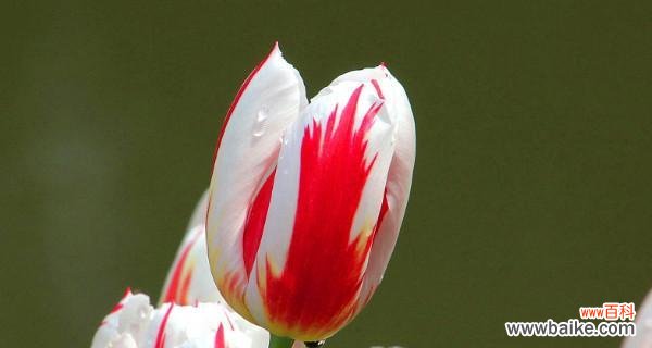 探索郁金香的历史和象征意义 郁金香