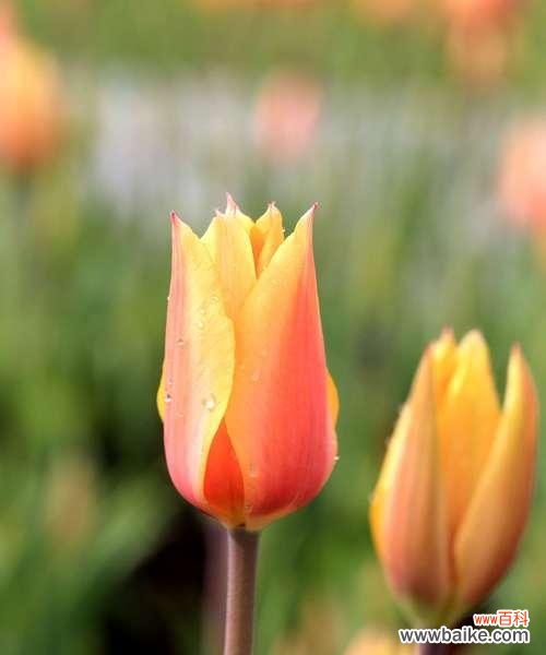 探索郁金香的历史和象征意义 郁金香