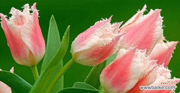 郁金香图片与花语揭示着其美丽和意义 郁金香