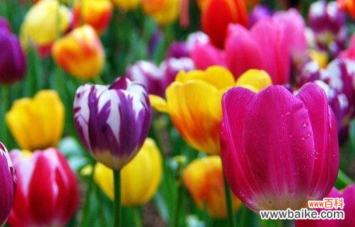 郁金香图片与花语揭示着其美丽和意义 郁金香
