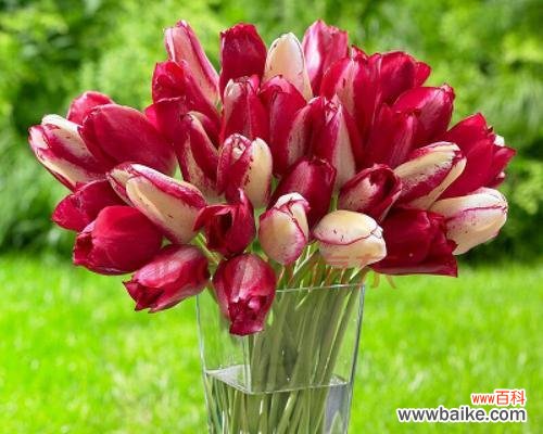 揭秘郁金香的秘密 郁金香的花语及送花数量的含义