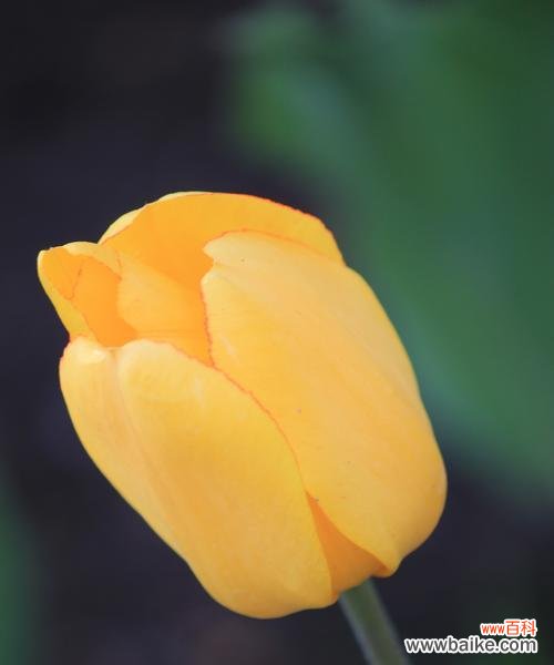 揭秘郁金香的秘密 郁金香的花语及送花数量的含义