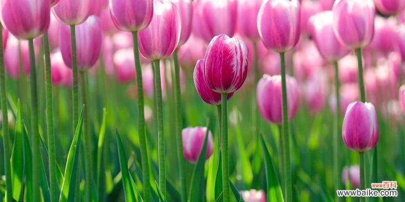 揭秘郁金香的秘密 郁金香的花语及送花数量的含义