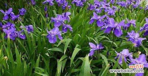 揭示鸢尾草寓意的花卉文化及其象征意义 鸢尾草的寓意——传递着坚韧与希望的花语