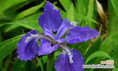 探秘鸢尾花的象征意义 鸢尾花的花语之美——传递爱与希望