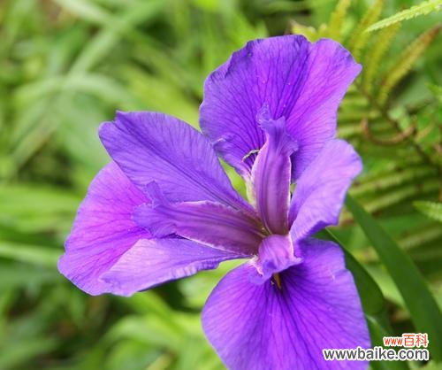 探索鸢尾花的花语与神话故事 鸢尾花