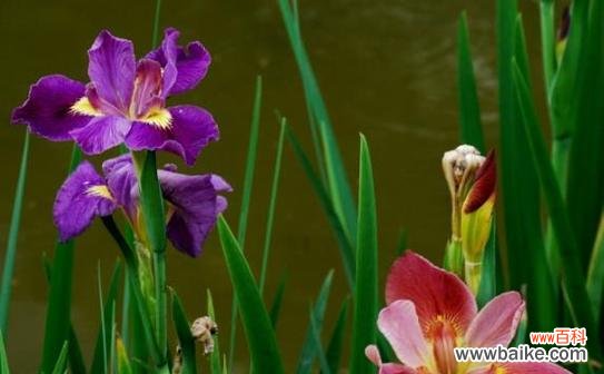 探寻鸢尾花背后的隐藏花语 鸢尾花的花语及其象征意义