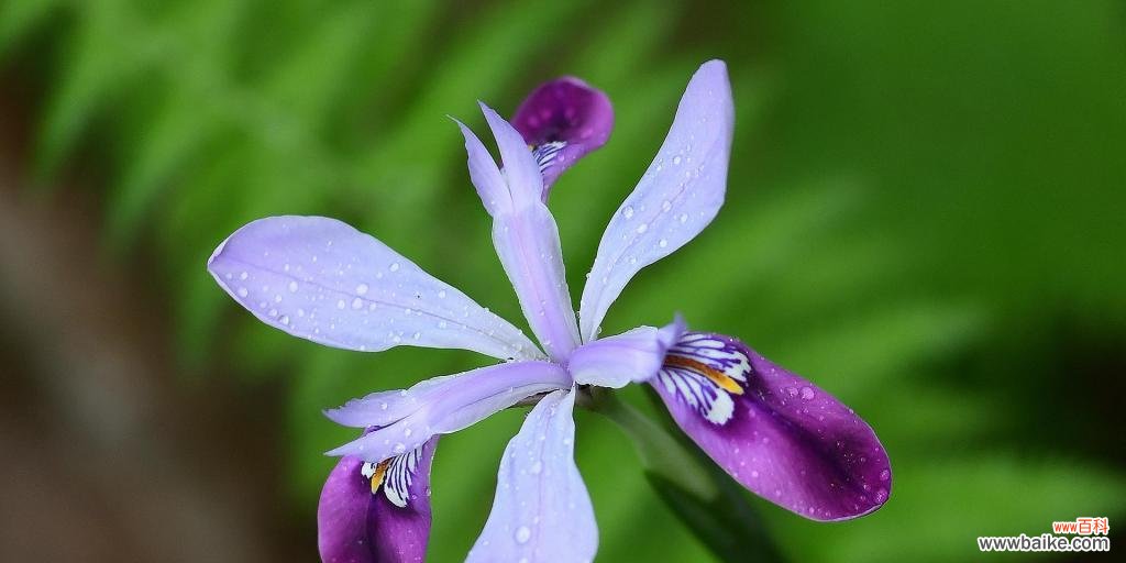 传递感情与美丽的鸢尾兰花语 鸢尾兰花语