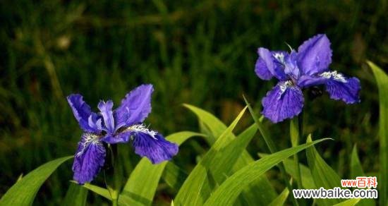 一朵迷人的鸢尾花 鸢尾花的象征与意义