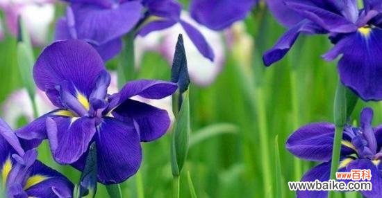 花开寓意的美丽绽放——深入探索鸢尾花的意义和象征 探寻鸢尾花的花语及寓意