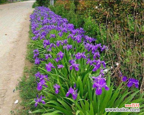 探索鸢尾花语的含义与象征 鸢尾花语的魅力