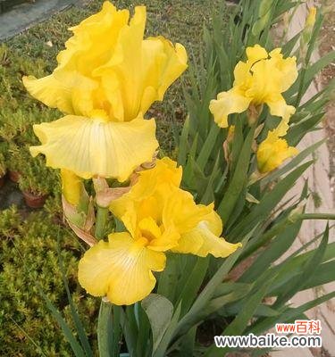 探索鸢尾花语的含义与象征 鸢尾花语的魅力