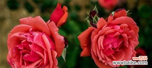 用花语讲述月季的美丽与情感 月季花语