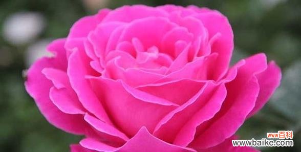 用花语讲述月季的美丽与情感 月季花语