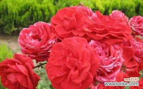 用花语讲述月季的美丽与情感 月季花语