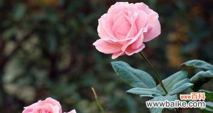 探索月季花的花语和寓意 月季花