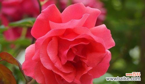 探索月季花的花语和寓意 月季花