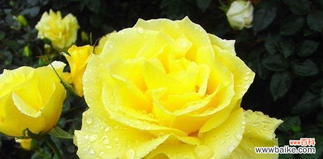 探索月季花的花语和寓意 月季花