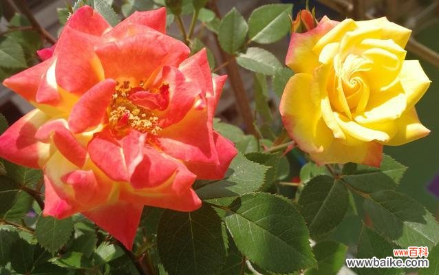 美丽的花朵传递的深刻寓意 月季的寓意与象征意义