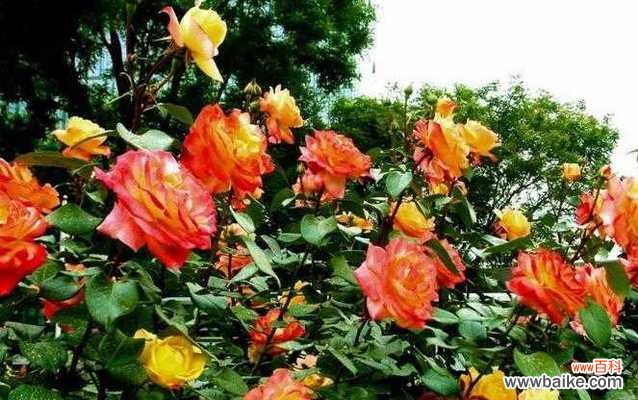 美丽的花朵传递的深刻寓意 月季的寓意与象征意义