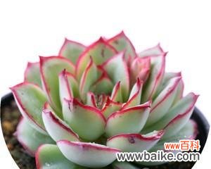 探索月光花的花语和文化意蕴 月光花