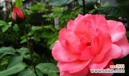 探索月光花的花语和文化意蕴 月光花