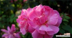 绽放的美丽 月季花花语的意义与传承