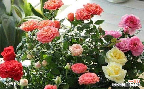 用花语诠释心意 月季花语之美——花开寄托情怀