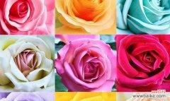 用花语诠释心意 月季花语之美——花开寄托情怀