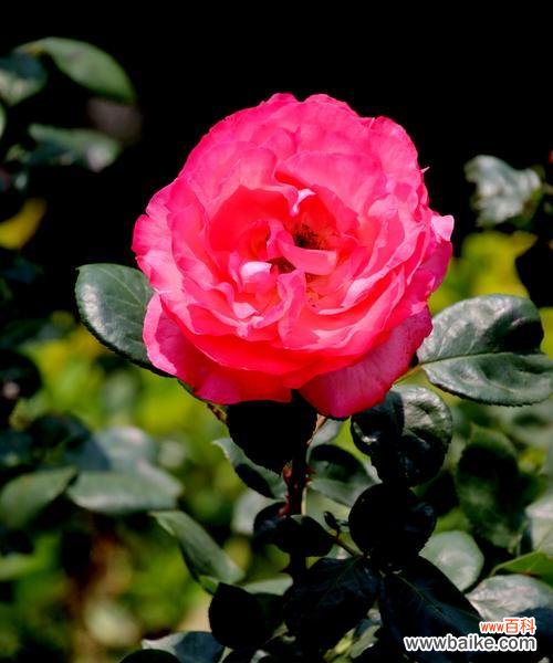 探索月季花所传达的情感和意义 月季花语解读——浪漫、热情与坚强