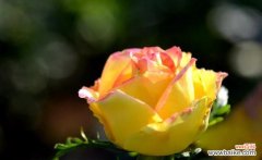 揭秘月季花的意义与传说 月季花的寓意与象征意义